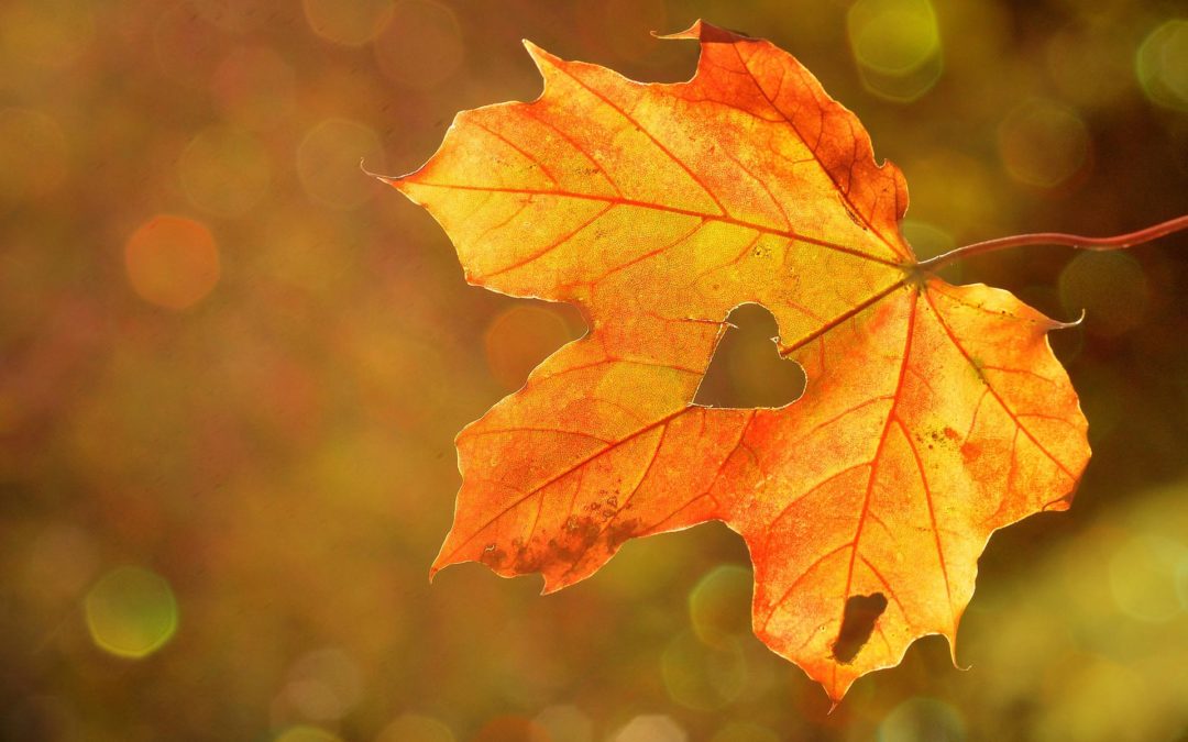 Nunc diam metus, rutrum eu dui sed