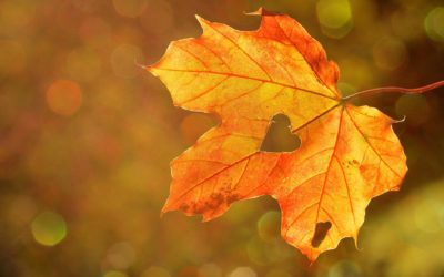 Nunc diam metus, rutrum eu dui sed